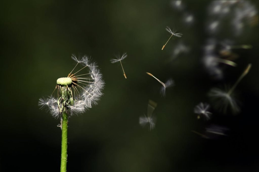Dandelion seeds dispersing in the air, symbolizing growth and potential, relevant to KVLR Capital's focus on investment strategies and partnerships.